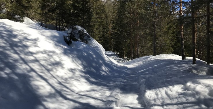 Strada forestale verso Forcella Lerosa